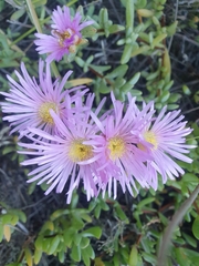 Lampranthus falciformis