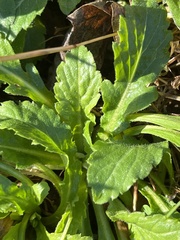 Leucanthemum vulgare