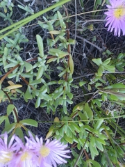 Lampranthus falciformis