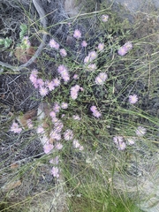 Lampranthus falciformis