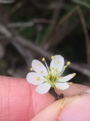 Prunus spinosa