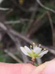 Prunus spinosa