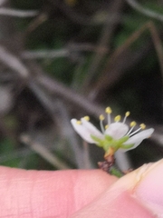 Prunus spinosa