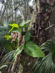 Syngonium