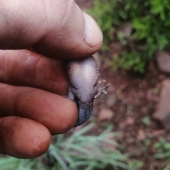 Pachydactylus affinis