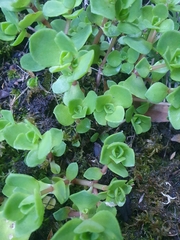 Crassula pellucida