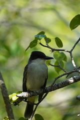 Tyrannus caudifasciatus