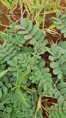 Senna italica