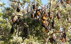 Pteropus poliocephalus