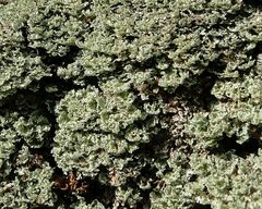 Cladonia caespiticia