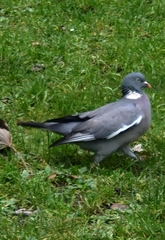 Columba palumbus