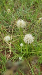 Cyperus cristatus