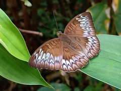 Euthalia monina monina