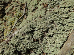 Cladonia caespiticia