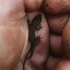 Pachydactylus affinis