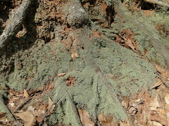 Cladonia caespiticia