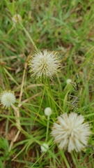 Cyperus cristatus