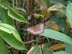 Euthalia monina monina