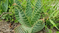 Asphodeloideae