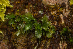 Fissidens dubius