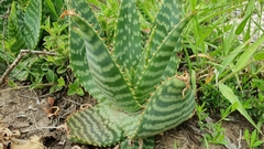 Asphodeloideae