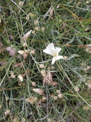 Convolvulus holosericeus