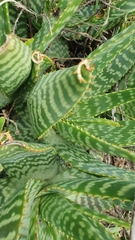 Asphodeloideae