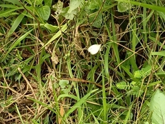 Leptosia nina