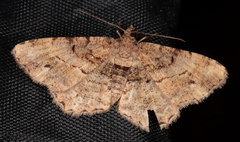 Chiasmia boarmioides