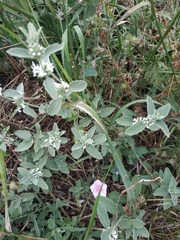 Marrubium peregrinum