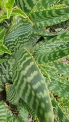 Asphodeloideae