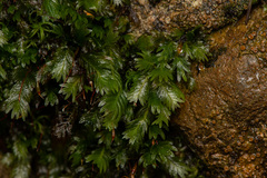 Fissidens dubius
