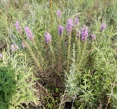 Liatris punctata mucronata