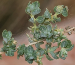 Atriplex glauca