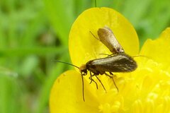 Micropterix calthella