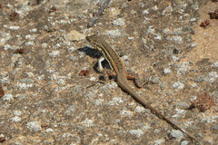 Pedioplanis lineoocellata