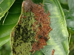 Thyrassia