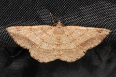 Chiasmia brongusaria