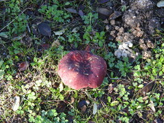 Russula xerampelina