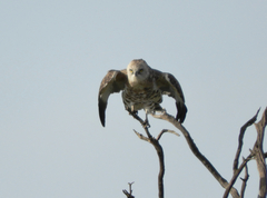 Circaetus