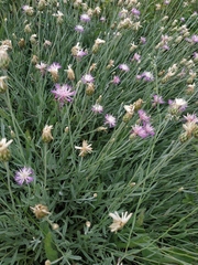 Psephellus trinervius