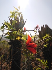 Erythrina lysistemon
