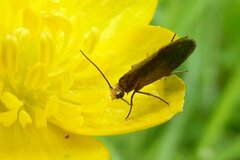 Micropterix calthella