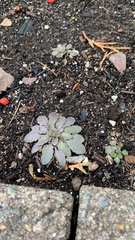 Arabidopsis thaliana