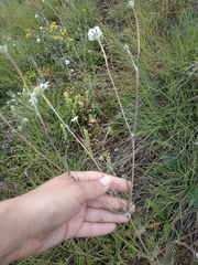 Scabiosa praemontana
