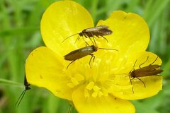 Micropterix calthella