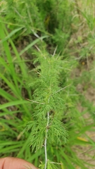 Asparagus suaveolens