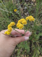 Tanacetum achilleifolium