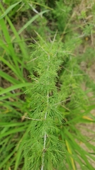 Asparagus suaveolens