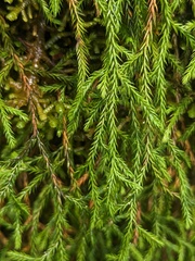 Selaginella oregana